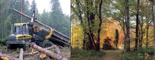 Maschineneinsatz mit Harvester der Hess GmbH Forstservice - Gepflegter Wald