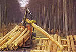 Bild - Holztransporte