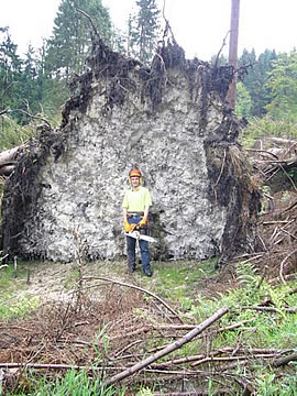 Bild - Forstarbeiter vor den Wurzeln eines umgestürzten Baums